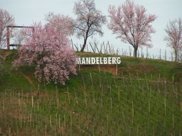 Mandelberg (Mittelwihr)