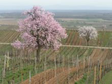 Les vignes au printemps
